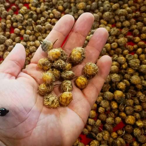 Chufa/Tiger Nuts (20 Seeds)